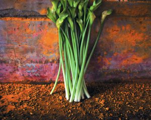 Calla Lilies