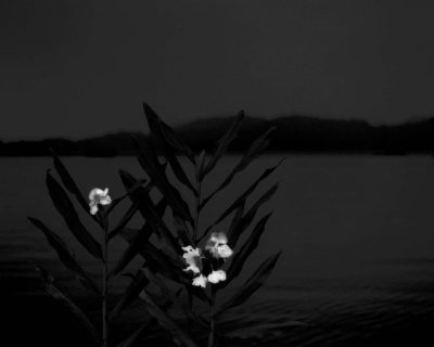 野薑花 野薑花